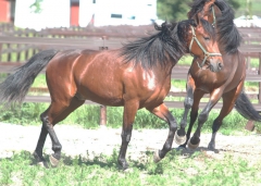 Watchdog Tentacles 170620-2